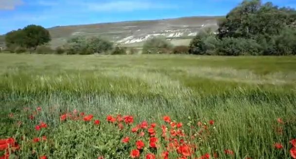 Amapolas